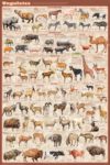 Ungulates Hoofed Animals Poster
