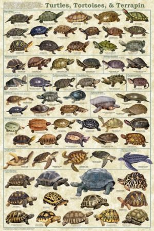 Turtles, Tortoises and Terrapin Poster