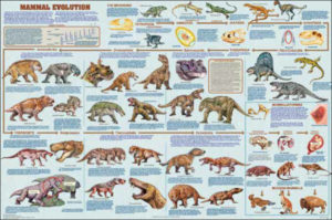 Mammal Evolution Poster