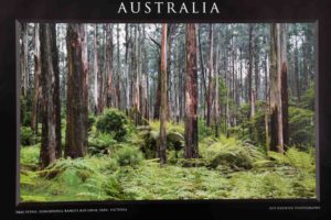 Tree Ferns Dandenong Ranges National Park Victoria Poster