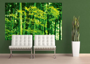 Bamboo In Spring Giant Photographic Print - Image 2