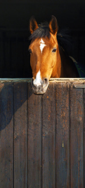 Horse Stable Wallpaper Wall Mural