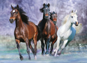 Horses Running Bob Langrish Giant Poster