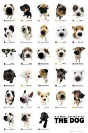 The Dog Breeds Artlist Collection Vertical