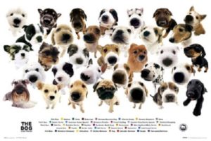The Dog Breeds Artlist Collection Horizontal Poster
