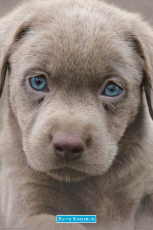 Keith Kimberlin - Puppy Blue Eyes Labrador Poster