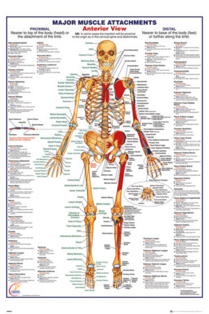 Human Body Major Muscle Attachments Anterior