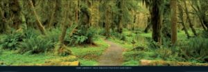 Road Through Temperate Rainforest Olympic Peninsula Washington by John Lawrence Photographic Print