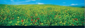 Field in Bloom Tuscany by Lee Frost Photographic Print
