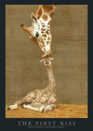Makulu Giraffe The First Kiss Mini Poster
