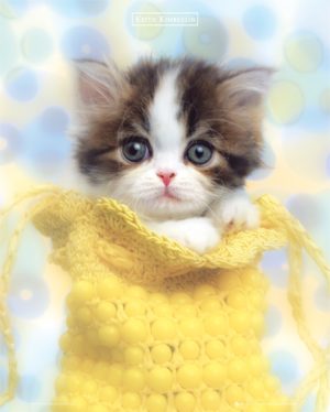 Keith Kimberlin - Kitten In Knitted Purse Mini Poster