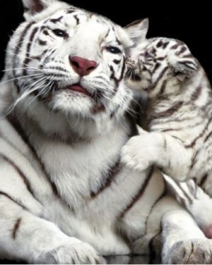 Tiger Kiss