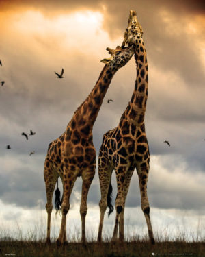 Giraffe Kiss Mini Poster