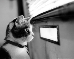 Cat Letterbox Mini Poster