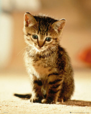 Kitten Sitting Mini Poster