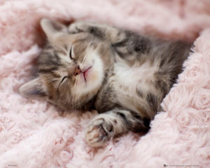 Kitten Sleeping Mini Poster