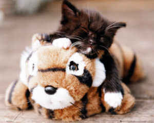 Kitten Toy Mini Poster