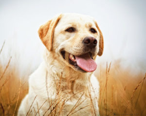 Labrador Field