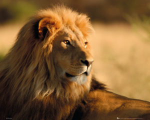 Lion Sunset Mini Poster