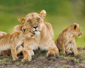 Lioness and Cubs
