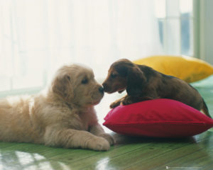 Puppies Kiss