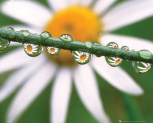 Daisy - Dew
