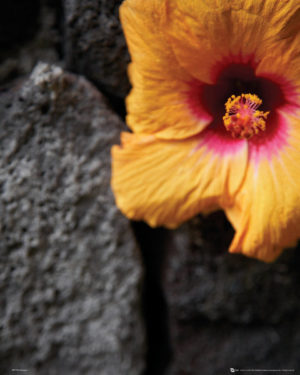 Flowers - Stone Wall