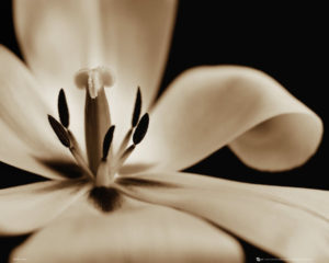 Flowers - Tulip