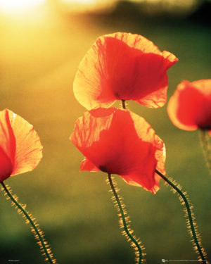 Poppies - Glow