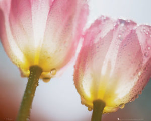Tulips Dew Drops Soft Focus Mini Poster