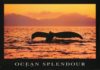 Whale Ocean Splendour Poster