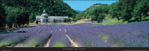 Sault-en-Provence Lavender by Paul Franklin Photographic Print