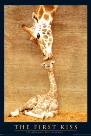 Makulu Giraffe The First Kiss Poster