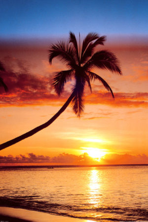 Sunset and Palm Tree Poster