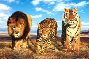 Wild Cats Poster