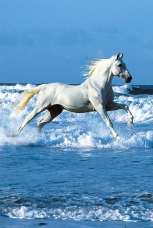 Horse in the Sea Bob Langrish Poster