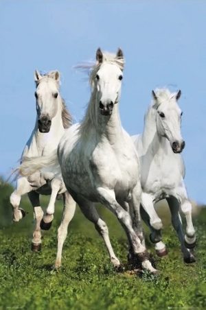 Horses Trio Bob Langrish Poster