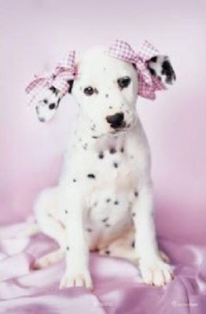 Rachael Hale - Daysha the Puppy Poster