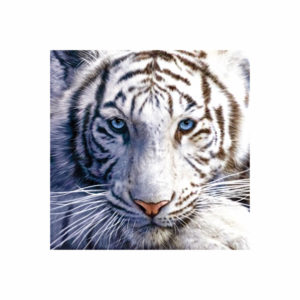 White Tiger Photographic Print