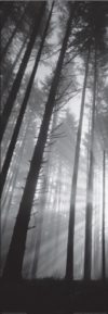 Sunburst Through The Foggy Forest Spencer Butte Park Oregon Photographic Print