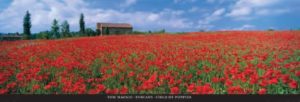 Tuscany Field of Poppies by Tom Mackie Photographic Print
