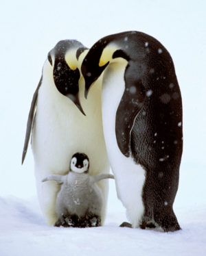 Penguin Family Mini Poster