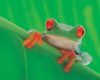 Red Eye Frog