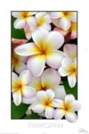 Frangipanis Soft Pink Poster