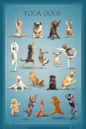 Yoga Dogs Poses Blue Poster