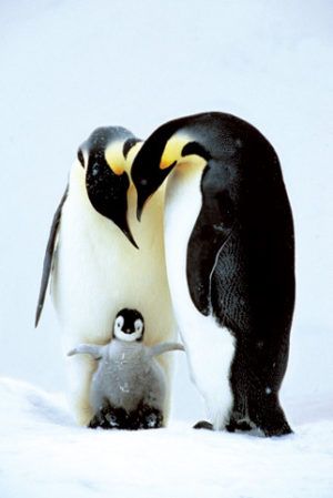 Penguin Family Poster