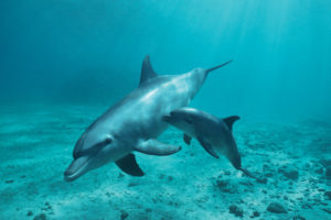 Dolphin With A Young Pup Poster