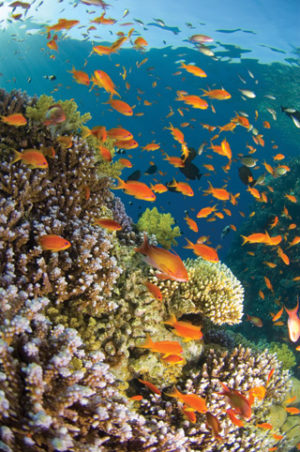 Tropical Underwater World Poster