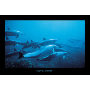 Dolphin Journey Poster