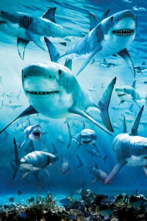 Shark Infested Poster